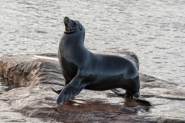 Fototapeta premium Californian Seal Standing on a Small Island