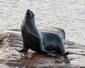 Naklejka premium Californian Seal Standing on a Small Island