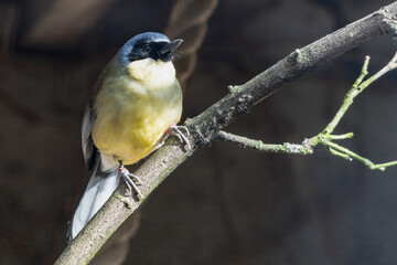 blue crowned laughingthrush Perched ina Tree