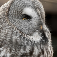 Extreme Close up Great Grey Owl
