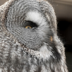 Extreme Close up Great Grey Owl