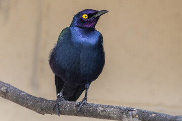 Purple Glossy Starling Perched on a Branch