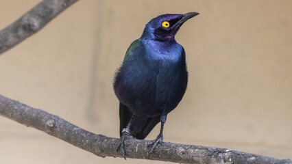 Purple Glossy Starling Perched on a Branch