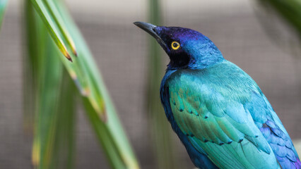 Purple Glossy Starling Perched on a Branch