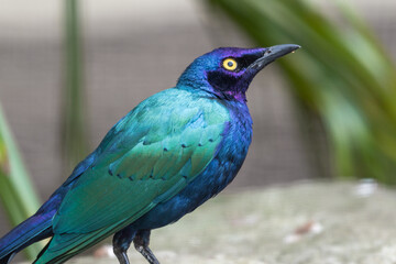 Purple Glossy Starling Perched on a Branch