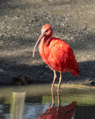 Scarlet Ibis Wading in Water
