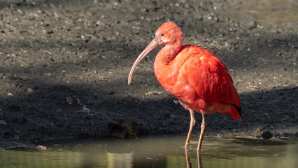 Scarlet Ibis Wading in Water