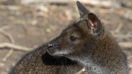 Clse up Side Profile Patagonian Mara