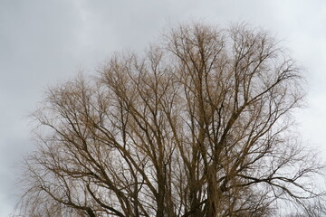  An old ash tree. The big deciduous treetop view with naked branches in rusty color on a gray cloudy sky background.                              