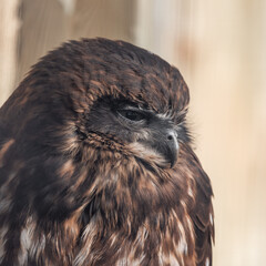 Close up Side View Boobook Owl