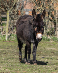 Dark Brown Donkey Standing in a Field