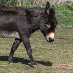 Naklejka na ściany i meble Dark Brown Donkey Standing in a Field