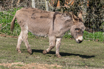 Fototapeta premium Light Brown Donkey Walking in a Field
