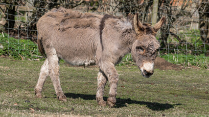 Fototapeta premium Light Brown Donkey Walking in a Field