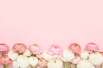 Pink and white ranunculus flowers border on a pink background. Mothers Day, Valentines Day, concept