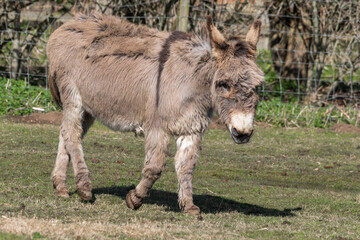 Fototapeta premium Light Brown Donkey Walking in a Field