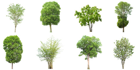  set of tropical green tree side view isolated on white background for landscape and architecture drawing, elements for environment and garden