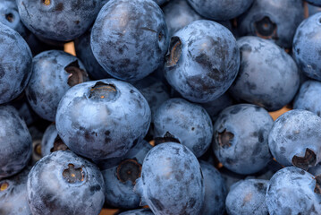 A lot of harvested blueberry fruits