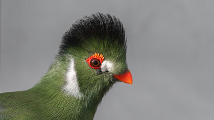 Close up Side View White Cheeked Turaco