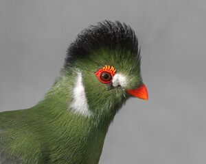 Close up Side View White Cheeked Turaco
