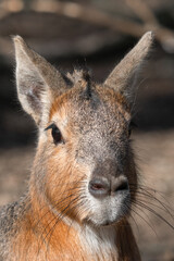 Young Wallaby Looking Over its Shoulder