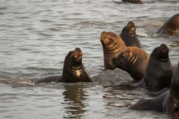 Obraz premium sea lion on the beach