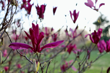Lily magnolia blooms deep red