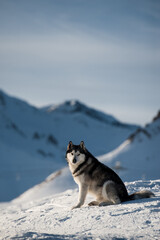 Husky portrait with village and mountains in background