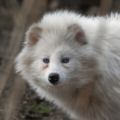 Obraz premium Close up Beautiful Ablino Tanuki