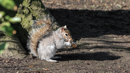 Grey Squirrel Feeding on Nuts