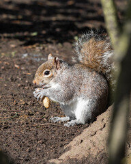 Naklejka na ściany i meble Grey Squirrel Feeding on Nuts