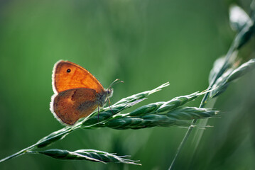 Fototapeta na wymiar butterfly Coenonympha pamphilus in a meadow 