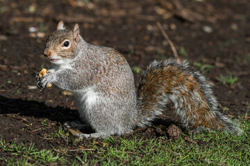 Grey Squirrel Feeding on Nuts