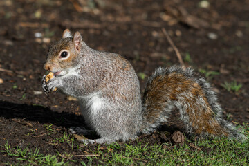 Naklejka na ściany i meble Grey Squirrel Feeding on Nuts
