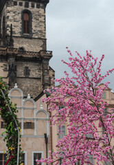 Fototapeta na wymiar A blooming tree with pink flowers and part of an arch on the background of the City Hall in Prague, Czech Republic.