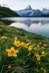 globeflowers (trollius europaeus) at Bachalpsee near Grindelwald in the swiss alps