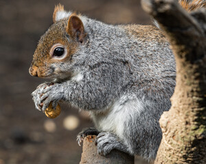 Grey Squirrel Feeding on Nuts