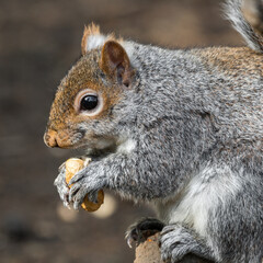 Grey Squirrel Feeding on Nuts