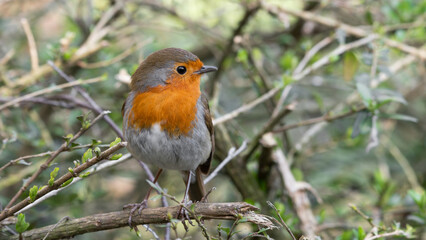 European Robin Perched in a Tree