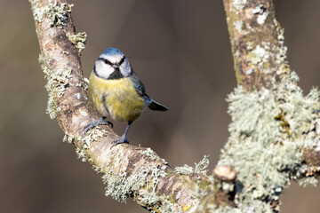 Blue Tit  (Cyanistes caeruleus) perched on a branch