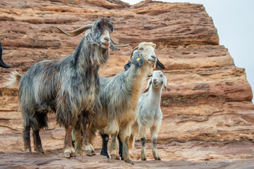 Domestic goats in Petra Jordan