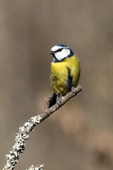 Fototapeta premium Blue Tit (Cyanistes caeruleus) perched on a branch