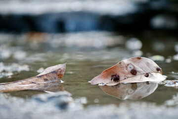 Obraz premium Leaf floating in a creek
