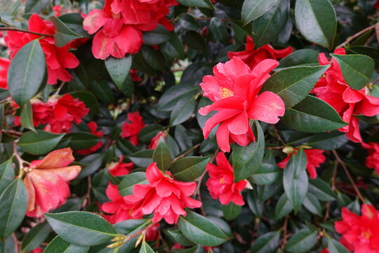Camellias are popular plants with showy blooms, and the Japanese camellia (Camellia japonica) is a favorite.