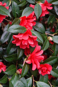 Japanese camellias produce the best blooms in a light shade environment.