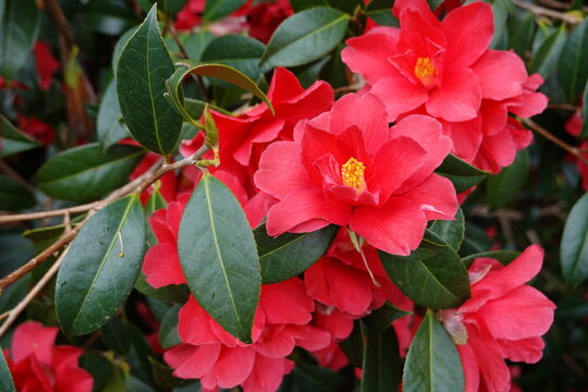 Camellia japonica is the most widely grown and has the most cultivars to choose from.
