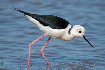 Himantopus himantopus