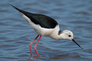 Himantopus himantopus