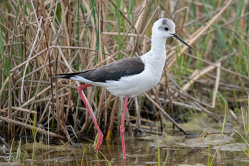 Himantopus himantopus