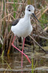 Himantopus himantopus